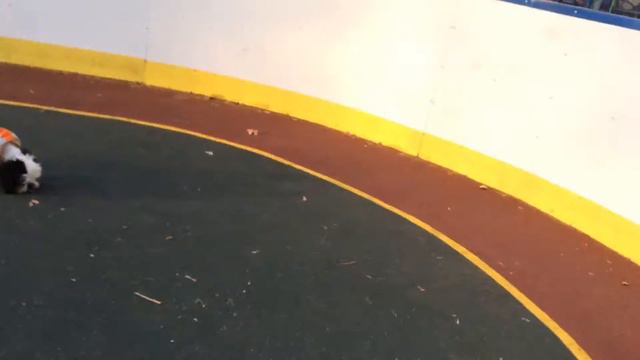 Мой пес Зара) (прогулка) смотреть онлайн