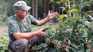 Ежевика Дойл: о сорте и обрезка