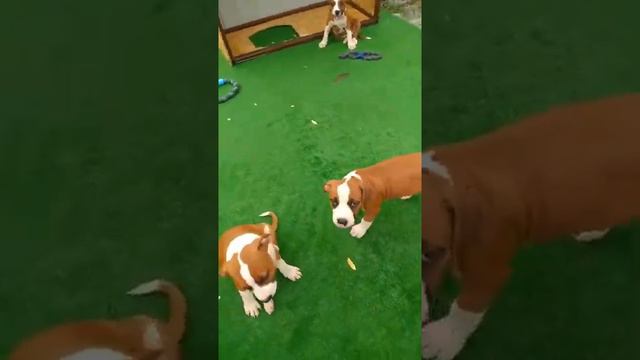 Щенки свежачок смотреть онлайн