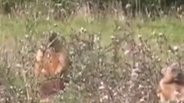 сурки не спят смотреть онлайн