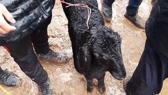 МОЛБОЗОР ШАХРИТУЗ КУЙ БОЗОР НАРХЛАРИ БИЛАМИЗ НАРХИ НОВОСИ 28 марта 2021 г.