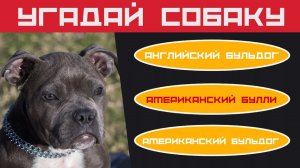 Тест про собак  Удивительные собаки  Хорошо ли ты знаешь породы собак #тест #собаки