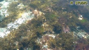 Гармония 4 ежи (август 2017) Владивосток