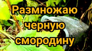 Первый раз пробую сделать воздушную отводку на черной смородине