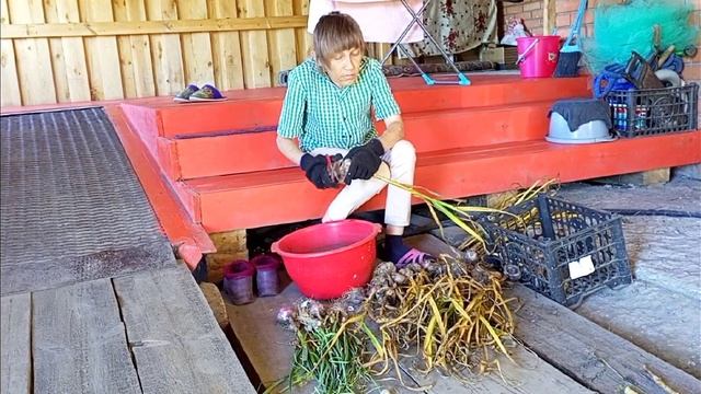 Уборка чеснока в 2022, чеснок после уборки . Зачем щели в стене? смотреть онлайн