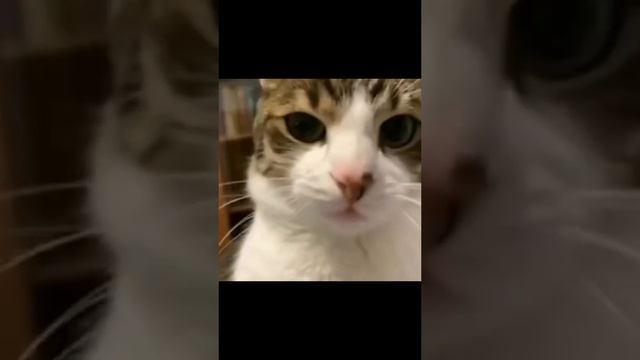 кот запретил сьемку