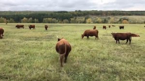 Быки-производители