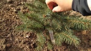 МОЯ МАЛЕНЬКАЯ ГОЛУБАЯ ЕЛЬ - PICEA PUNGENS GLAUCA