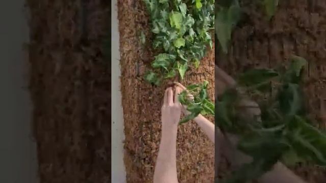 Живая зелёная стена из сфагновых модулей. Установлена в Югорском государственном университете