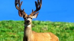 Ирина Отиева Романс из т/ф Петербургские тайны ст.В.Высоцкого муз.А.Петрова