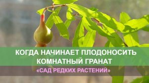 Когда комнатный гранат начинает цвести и плодоносить? Карликовый гранат