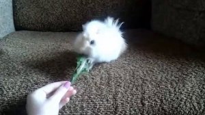 Дрессировка морских свинок?