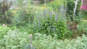 Лобелия многолетняя "Ласточкино гнездо". Растение для пруда и миксбордера.