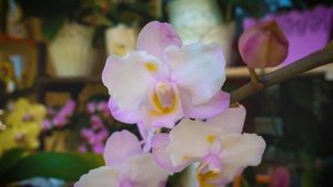 Обзор Doritaenopsis Lius Sakura KF. Домашнее цветение Сакуры. Орхидея Сакура.