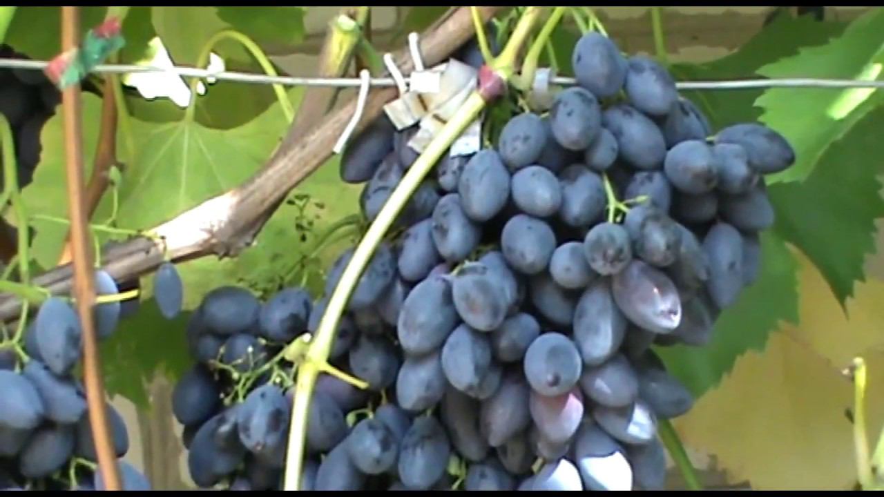 Виноград Блэк Гранд - сверхурожайный и морозостойкий (Grapes Black Grand) смотреть онлайн