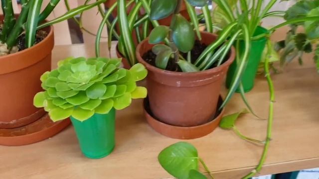 Неубиваемые цветы для дома и офиса, офисные растения смотреть онлайн