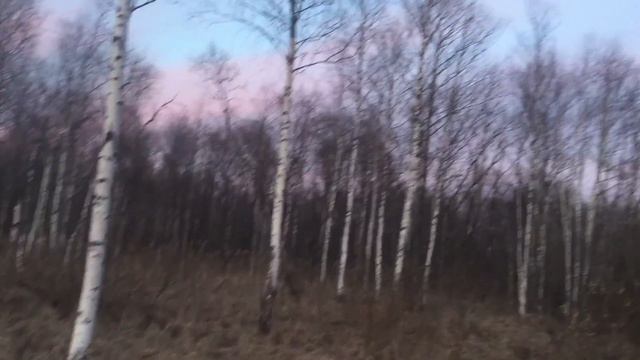 Последний день охоты на вальдшнепа ,май 2017 г. смотреть онлайн