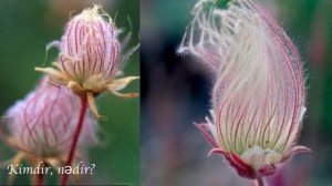 “Rosa de Saron” qızılgülü