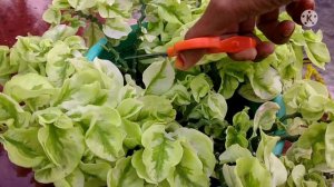 Pedilanthus Curly pink plant care|| Planter's diary|| Malayalam vlog