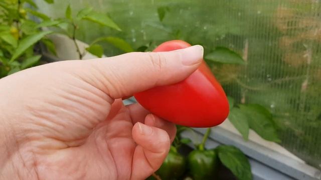 Толстостенные пузатики залог шикарного лечо. смотреть онлайн