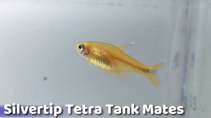 The Silver Tip Tetra: A Peaceful and Active Fish for Your Aquatic Community (Hasemania Nana)