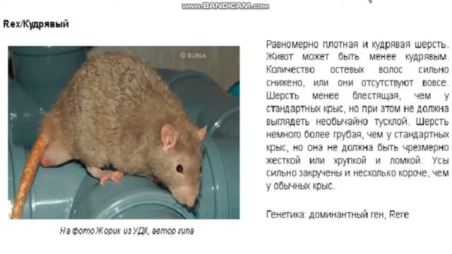 ВСЕ ПОРОДЫ КРЫС! Часть 1- Крыс ТВ