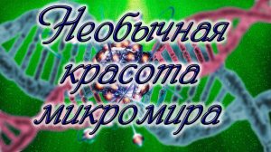 Красочный и удивительный микромир. Редкие кадры. Видео под микроскопом.