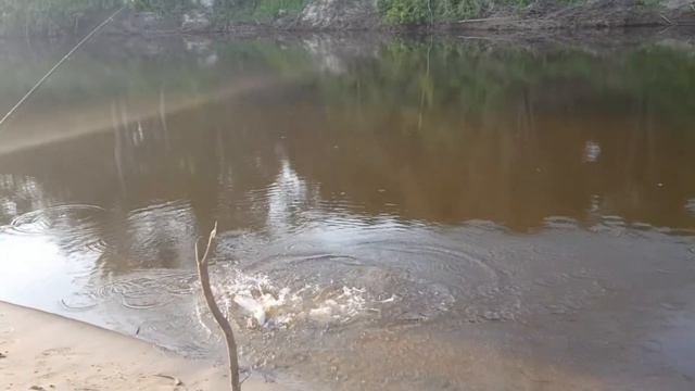 Отпуск в палатке .Пока все едут на Мальдивы ,то мы наслаждаемся рыбалкой на реке .Видеоотчёт рыбалк