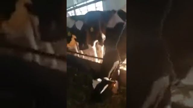 Колхоз по Айрширской породе и Голштинской породы КРС. продажа КРС +7 (965)-6000-575 смотреть онлайн