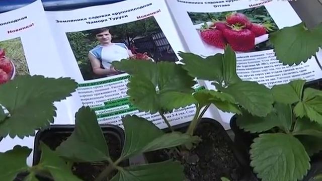 Дачные советы 04.08.2016. Уборка картофеля. Антракноз. Мучнистая роса. Садовая земляника смотреть онлайн