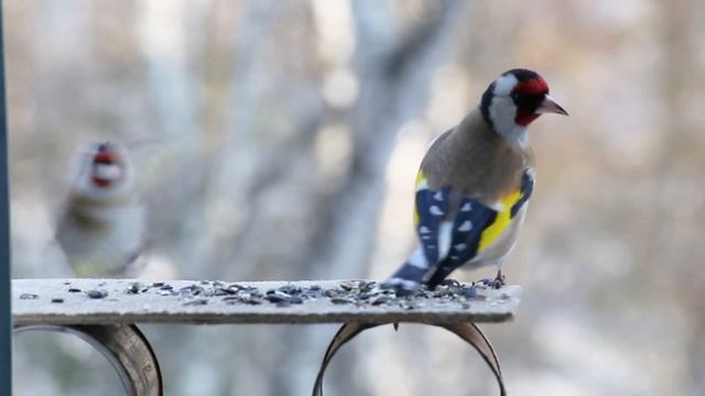 Щеглы и самка снегиря. смотреть онлайн