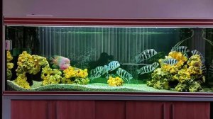 королева танганики фронтоза (cyphotilapia frontosa) и радужная цихлазома (vieja synspilum)