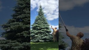 Стрижка, формировка голубой ели