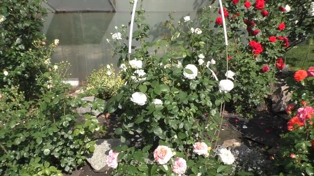 Сад с цветущими розами.Названия сортов роз и комментарии.Июнь 2020 смотреть онлайн