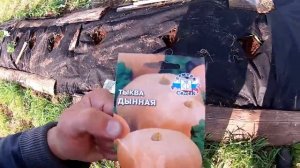 Тыква без полива и прополки // Из города в деревню