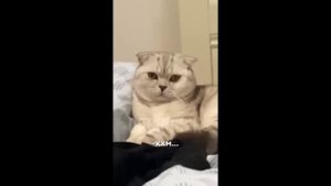 МЕМЫ ИЗ ТИКТОКА РОФЛЯННАЯ СОЛЯНКА. 54