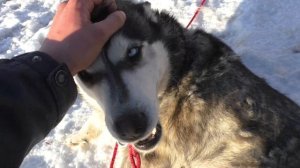 Линяет Хаски. Как часто надо вычесывать собаку?