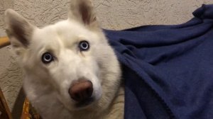 Белая хаски мерзнет летом