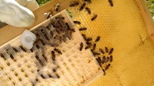 Вывод маток Система Никот. Карника.