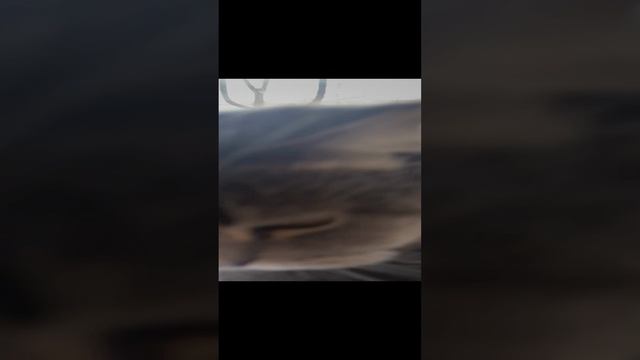Пуша смотрит в окно