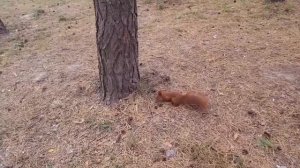 Белка.Детская песня.