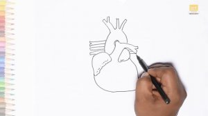 Heart and Lungs diagram easy | How to draw Human heart and Lungs diagram step by step | Outline art