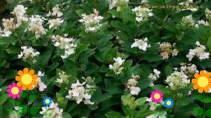 Гортензия метельчатая Дартс литл дот. Краткий обзор, описание hydrangea paniculata Dart`s Little Do
