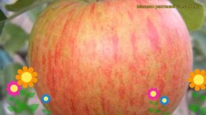Яблоня домашняя Орлинка. Краткий обзор, описание характеристик malus domestica Orlinka