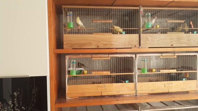 Разведение и содержание канареек.  Вылупление птенцов  1 день