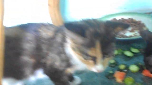 ест огурцы и помидоры! смотреть онлайн