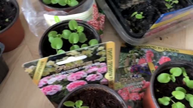 Герань( пеларгония) обзор всхожести семян,??♀️ какие сорта “подкачали”??♀️ смотреть онлайн