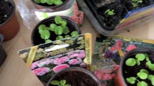 Герань( пеларгония) обзор всхожести семян,??♀️ какие сорта “подкачали”??♀️