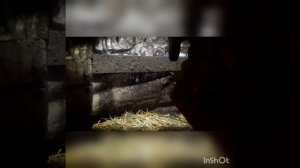 Бородавки у коровы на вымени