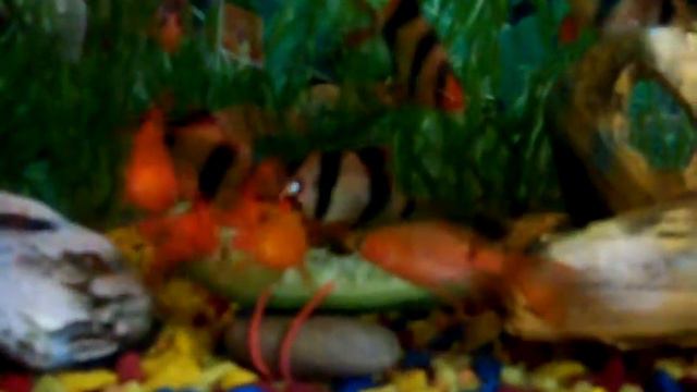 Легкий завтрак. Барбусы смотреть онлайн